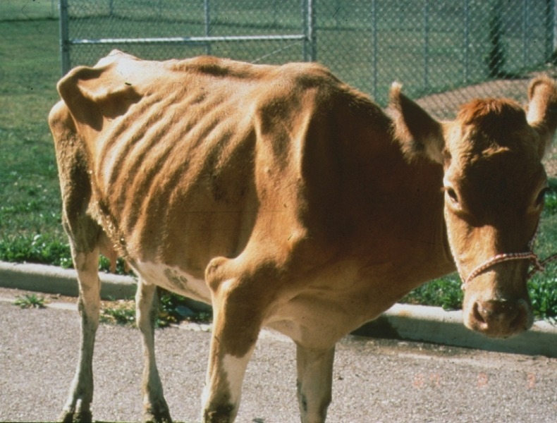 Cas de paratuberculose bovine